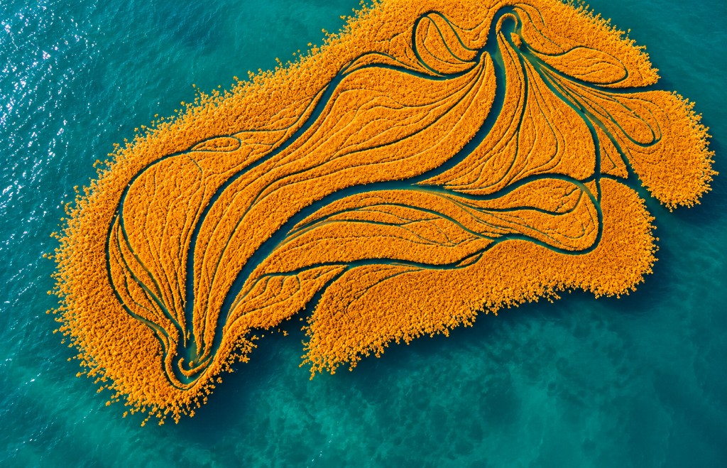 Sargassum bloom in the Atlantic Ocean