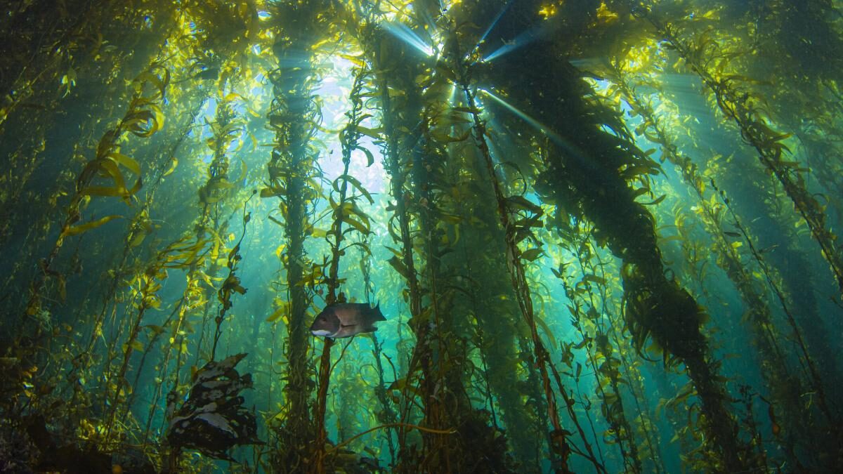 Giant kelp forest