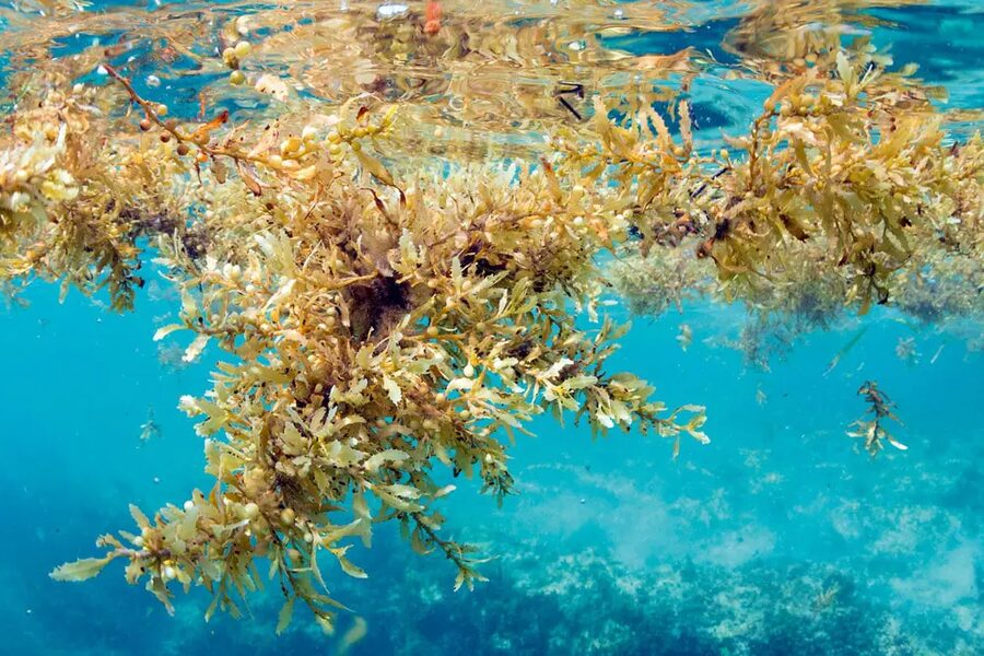 Sargassum natans - Atlantic feedstock